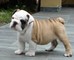 Bulldogs disponibles