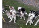 Cachorros husky siberianos urgente bella