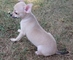 Chihuahua cachorros disponibles - Foto 1
