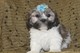 Cute Puppies Lhasa Apso?? - Foto 1