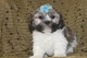 Cute puppies lhasa apso??