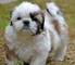 Encantadora cachorros shih tzu para la adopción (gratis) !!