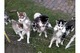 Femenino y masculino siberiano adopción cachorros husky en venta