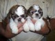 Hermosos cachorros shih tzu !!!!?