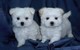 Increíble teacup maltese puppies .. !!