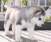 Los cachorros de Husky lindo ! - Foto 1