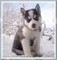 Los cachorros de Husky siberianos en Venta - Foto 1