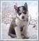 Los cachorros de husky siberianos en venta