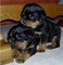 Los cachorros de rottweiler dulce