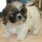 Los cachorros lindo y hermoso de shih tzu !!!!!!!!!!!