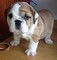 Male and female bulldog puppies inglés