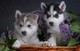 Mujer Husky Siberiano en Venta - Foto 1