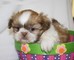 Precioso cachorros shih tzu ???