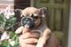 Regalo Bulldog frances hembra capa fawn - Foto 1