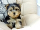 Regalo Cachorros de yorkshire terrier‏ - Foto 1