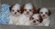 Shih tzu cachorros !!!!