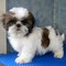 Shih tzu preciosas y elevar el hogar para la adopción!