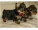 Yorkie puppies disponibles!!!