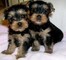 Yorkie puppies lista ahora !!!!