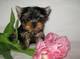 Yorkshire terrier