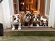 3 bulldog impresionante cachorros listo ahora !!!