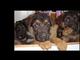 Autenticos cachorros pastor aleman pedigree garantias - Foto 1
