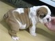 Blanco / marrón Bulldog Inglés - Foto 1