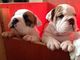 Buena mirada mas x Bulldogs Inglés. cachorros - Foto 1