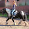 Cavalo de passeio 15.3hh - Foto 1