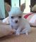 Chihuahua hembrita blanca muy pequeña y de calidad con pedigree 1