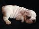 Dulces Bulldogs Inglés. cachorros gratis - Foto 1