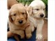 Los cachorros golden retriever disponibles - Foto 1