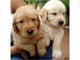 Los cachorros golden retriever disponibles