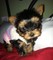 Los cachorros teacup yorkie