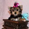 Los cachorros yorkshire impresionantes disponibles para adopción - Foto 1