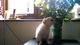 Preciosos cachorros de chihuahua