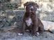 Se venden cachorros de raza pitbul