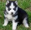 Adorables cachorros siberian husky