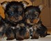 AKC Inicio Criado Teacup Yorkies - Foto 1