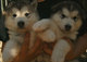 Alaska malamute cachorros machos y hembras