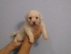 Amante de la Diversión Cachorros Bichon Frise en adopción - Foto 1