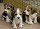 Beagles preciosa camada disponible