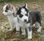 Bien socializados cachorros husky siberiano