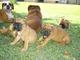Boxer cachorros machos pura raza