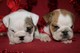 Bulldog inglés cachorros para la venta