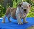 Bulldogs ingleses cachorritos