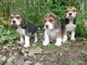 Cachorros Beagles color listo para su adopción - Foto 1