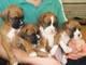 Cachorros boxer navidad listos para su adopción - Foto 1