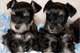 Cachorros de schnauzer miniatura