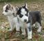 Dos cachorros de husky siberiano para libre - Foto 1